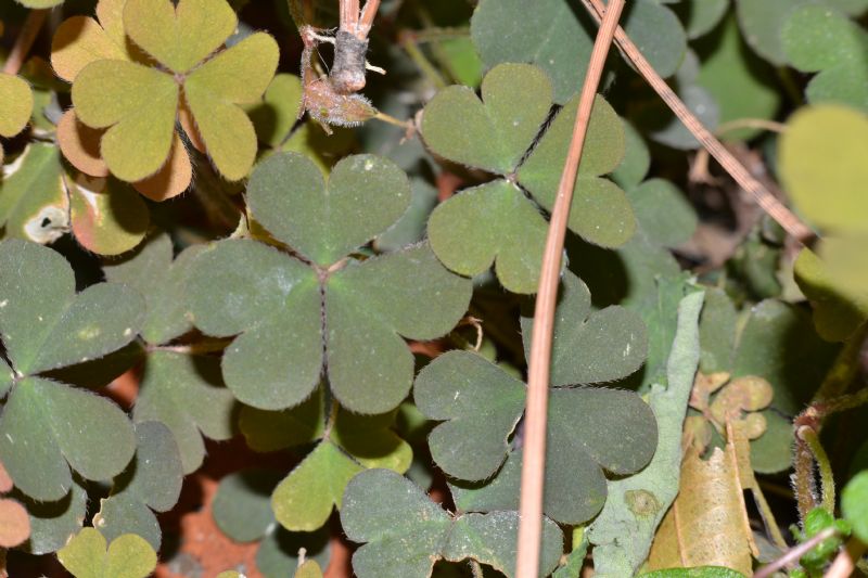 Oxalis corniculata / Acetosella dei campi